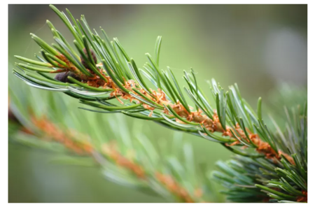 Honingsiroop van dennennaalden, 60 ml