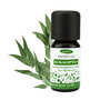 Etherische olie  Eucalyptus (10 ml)